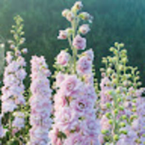 Meet your Posher, Rosalie